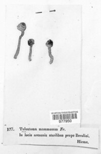 Tulostoma mammosum image